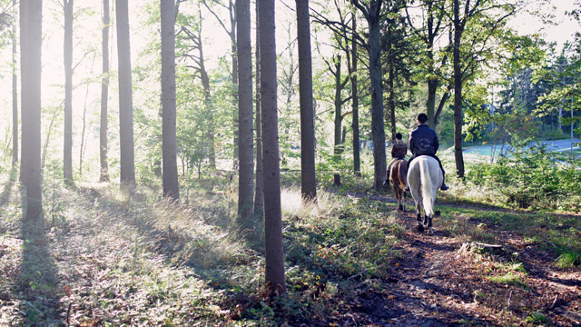 Horsebackriding in wood SMALL